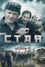 Сериал Стая (2009) смотреть онлайн